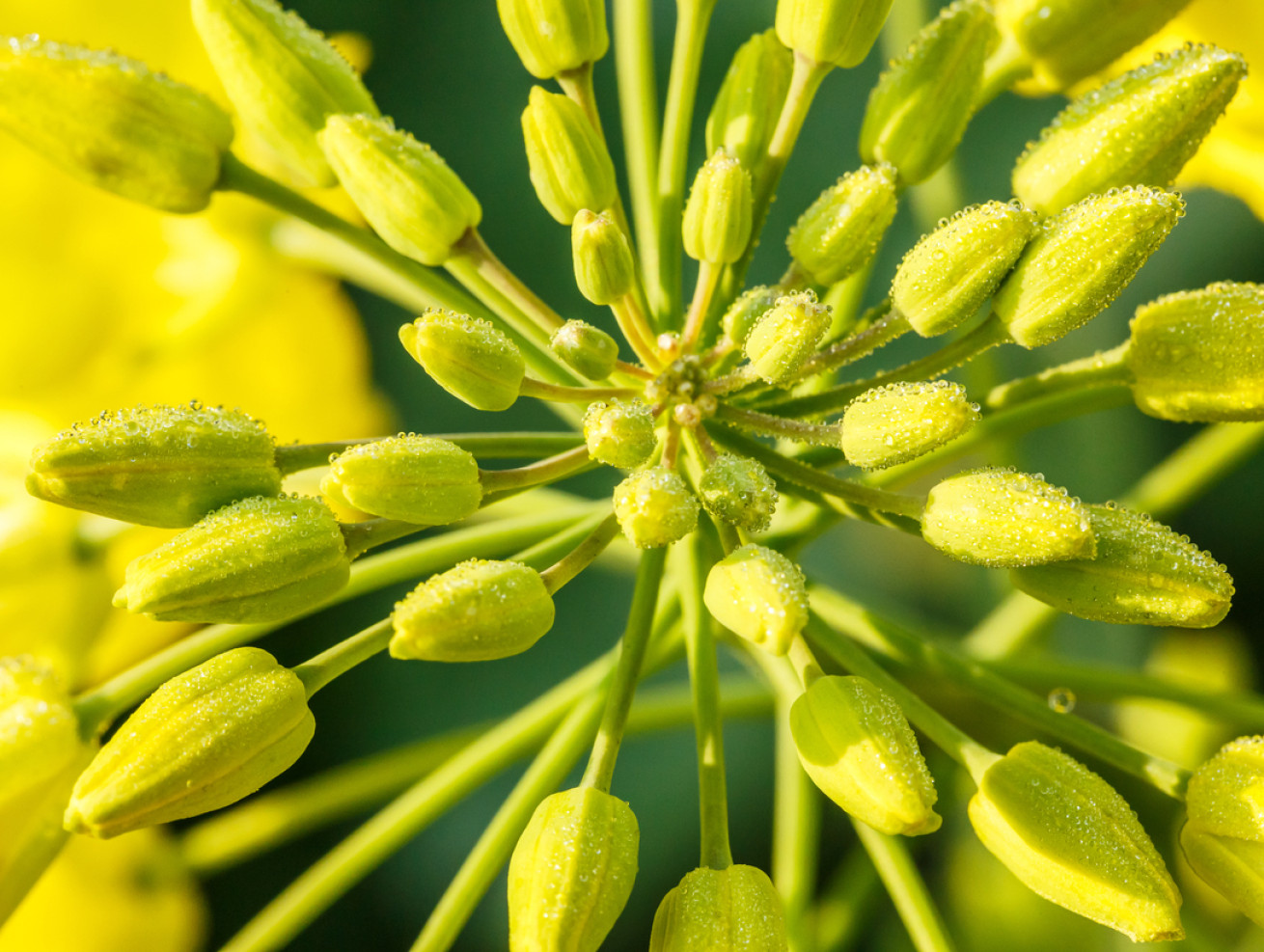 Урожайність гібридів ріпаку озимого компанії «Сингента» - ifarming.ua 